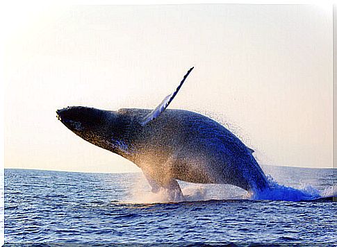 Blue Whale