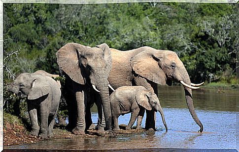 Elephant family drinking water