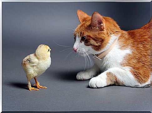 cat-and-bird