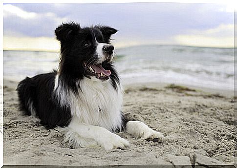 Border Collie lying on the beach