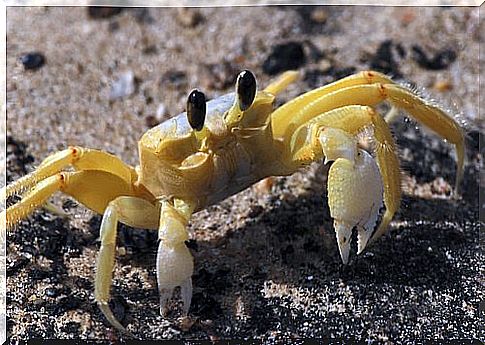 4 species of sea crabs