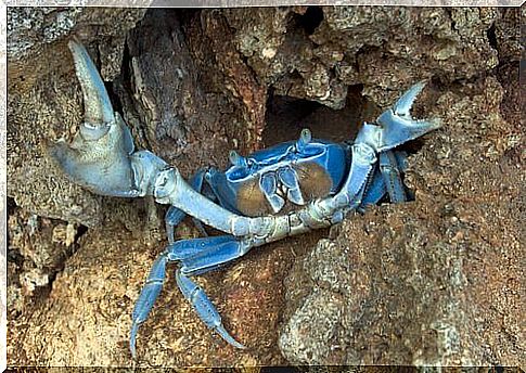 4 species of marine crabs: the blue crab