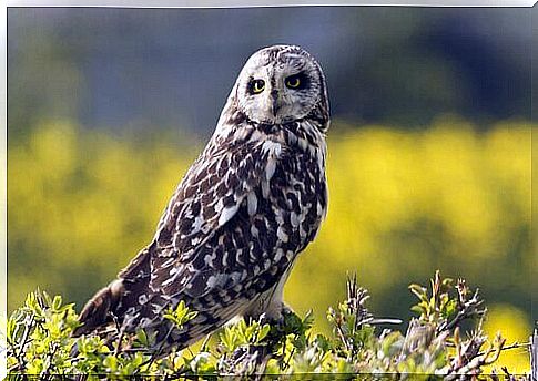 owl species