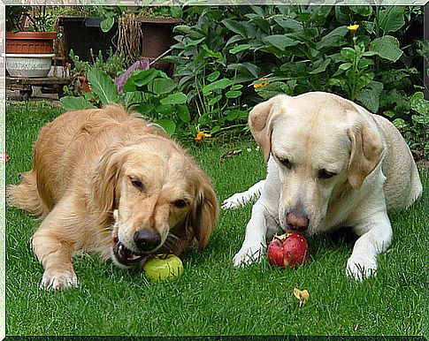 5 fruits your dog can eat