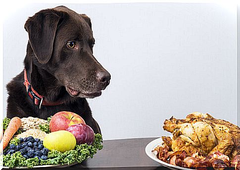 Dog in front of different foods