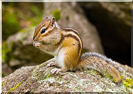 A squirrel eating on a rock.