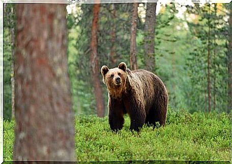 A brown bear looking at the camera.