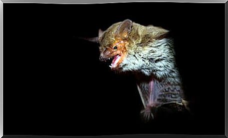 A bat on a black background.