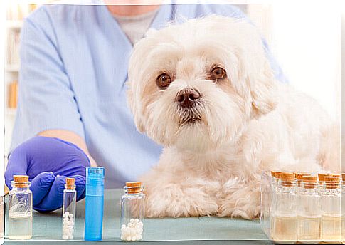 5 natural oils that should be in your dog's first aid kit