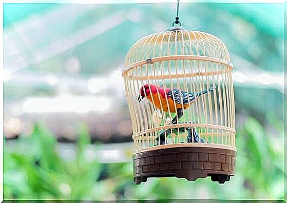 5 steps to cleaning the bird cage