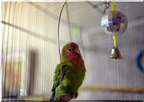 Steps to Clean the Bird Cage