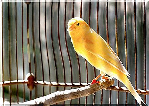 Good cleaning controls unpleasant odors in the cage