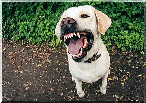 reasons for aggressiveness in dogs