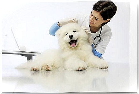 dog in the veterinarian