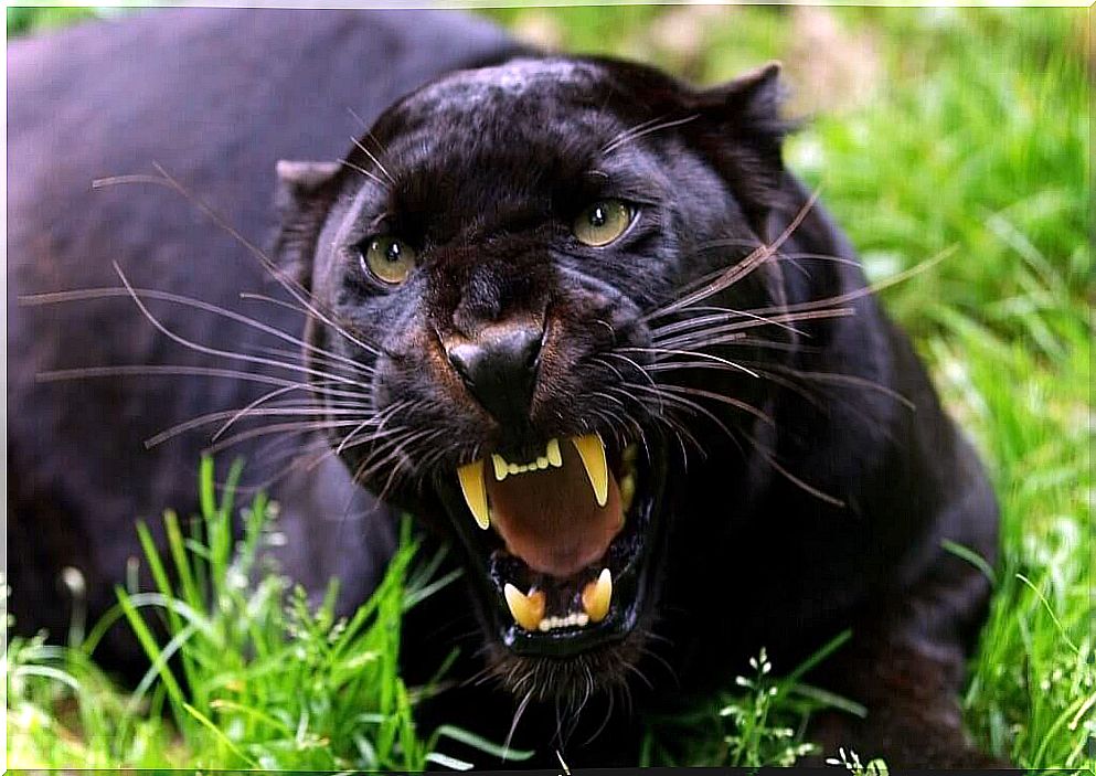 6 animals with melanism