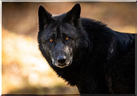 A black wolf looks at the camera.