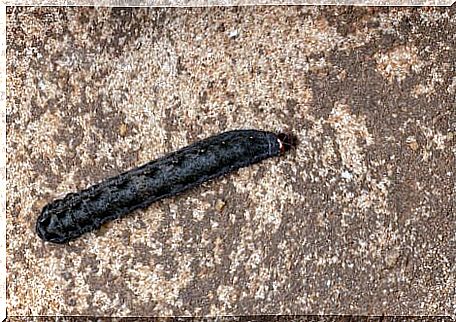 The head of a tiliqua.