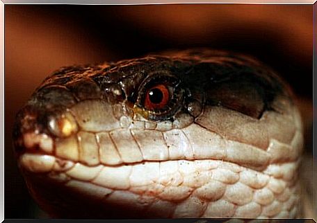 Lizard with melanism.