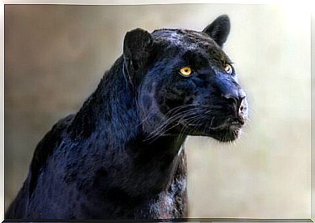 One of the melanistic animals.