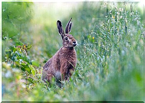 6 species of hares, animals similar to rabbits