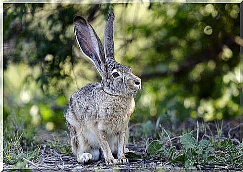 california hare