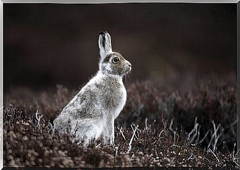 mountain hare