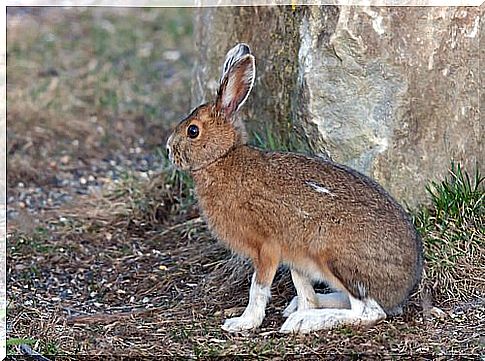 american hare