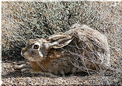 Tolai Hare