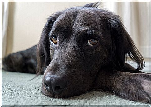 6 things you think your dog likes, but on the contrary