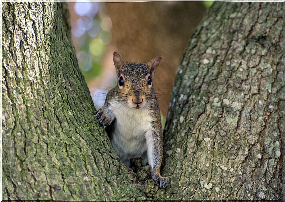 7 fun facts about squirrels