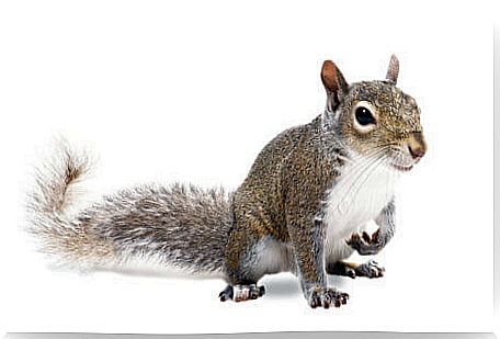 The curiosities about squirrels are manifold.