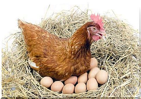 chicken hatching its eggs