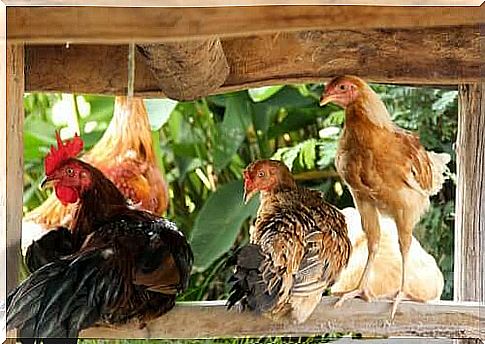 a chicken coop in the garden