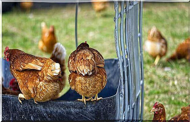 Chicken breeding