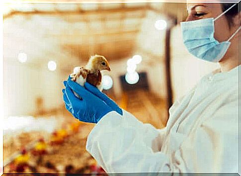 Veterinarian examining chick