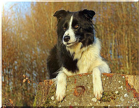 A Border Collie Risks Her Life To Save A Girl