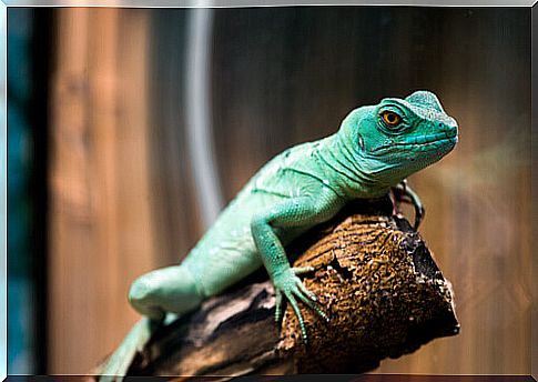 green lizard on wood