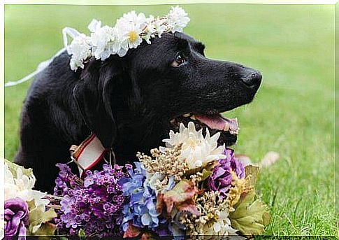 A dog with a brain tumor dies after attending his owner's wedding