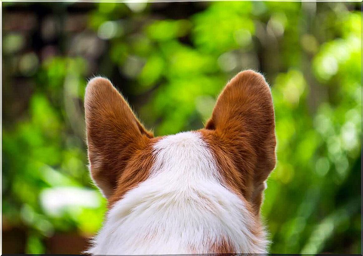 Does genetics dictate the shape of a dog's ears?