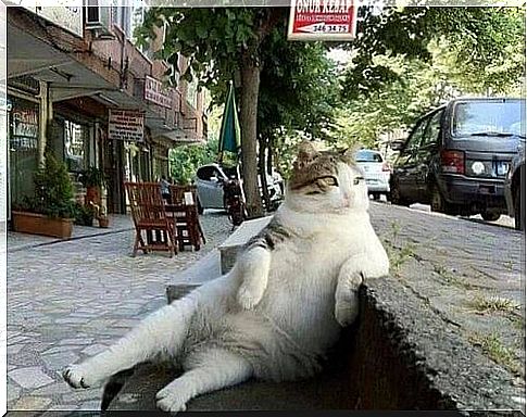 A famous cat who has her statue in Istanbul, but why?