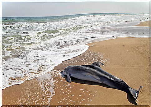 stranded dolphin