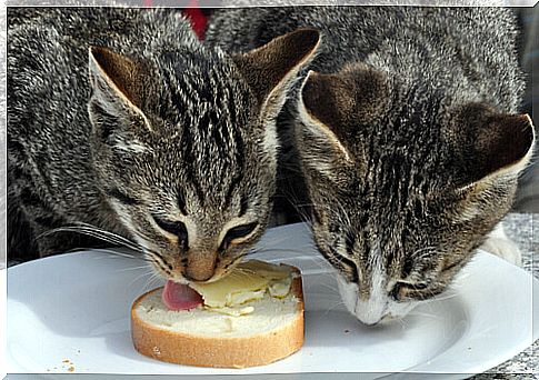 Fornecendo uma dieta equilibrada para os gatos