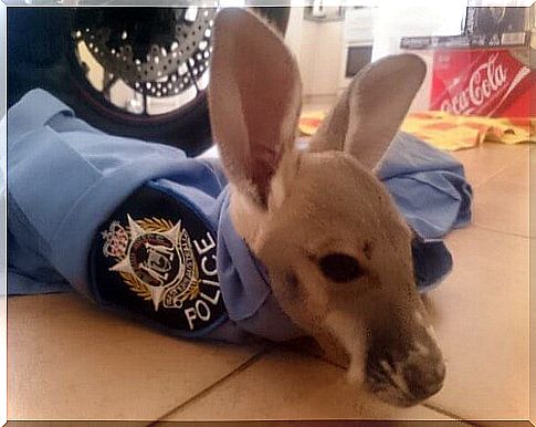 A police station in Australia adopts a baby kangaroo