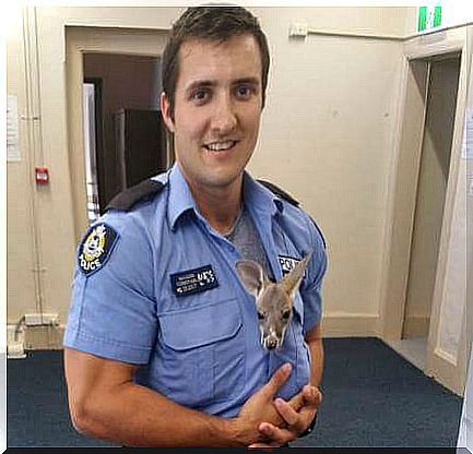 Policeman with baby kangaroo