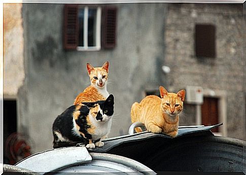 A Syrian feeds 150 cats victims of the conflict