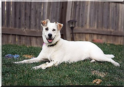 Cachorro branco