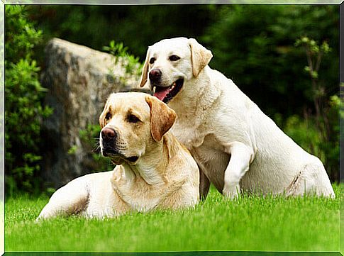 Labrador dogs