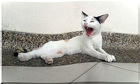 yawning cat