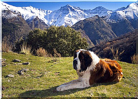 St. Bernard dog