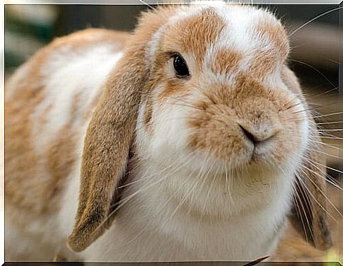 All about the holland lop rabbits